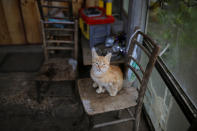 <p>A cat belonging to, Vida, a local who is the last woman living in the village, is seen in the village of Ravno Bucje, near the southeastern town of Knjazevac, Serbia, Aug. 14, 2017. (Photo: Marko Djurica/Reuters) </p>