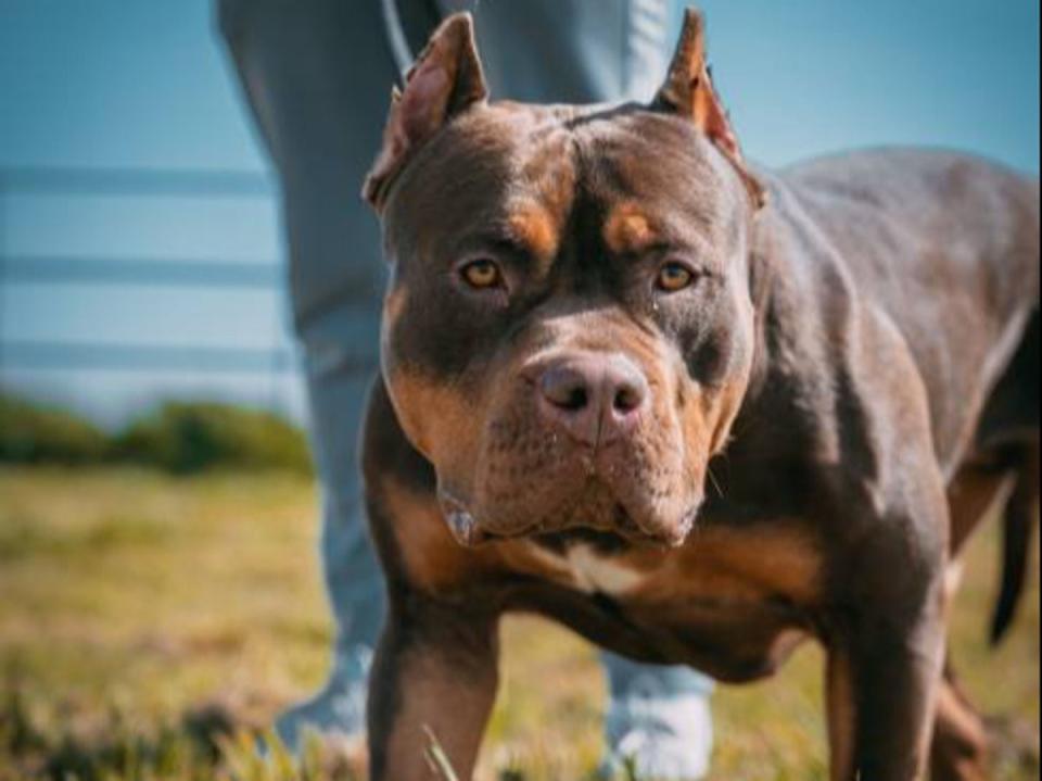 XLs were recognised as a breed by the US United Kennel Club in 2013, but they are not recognised by the main dog associations in the UK (Getty Images)