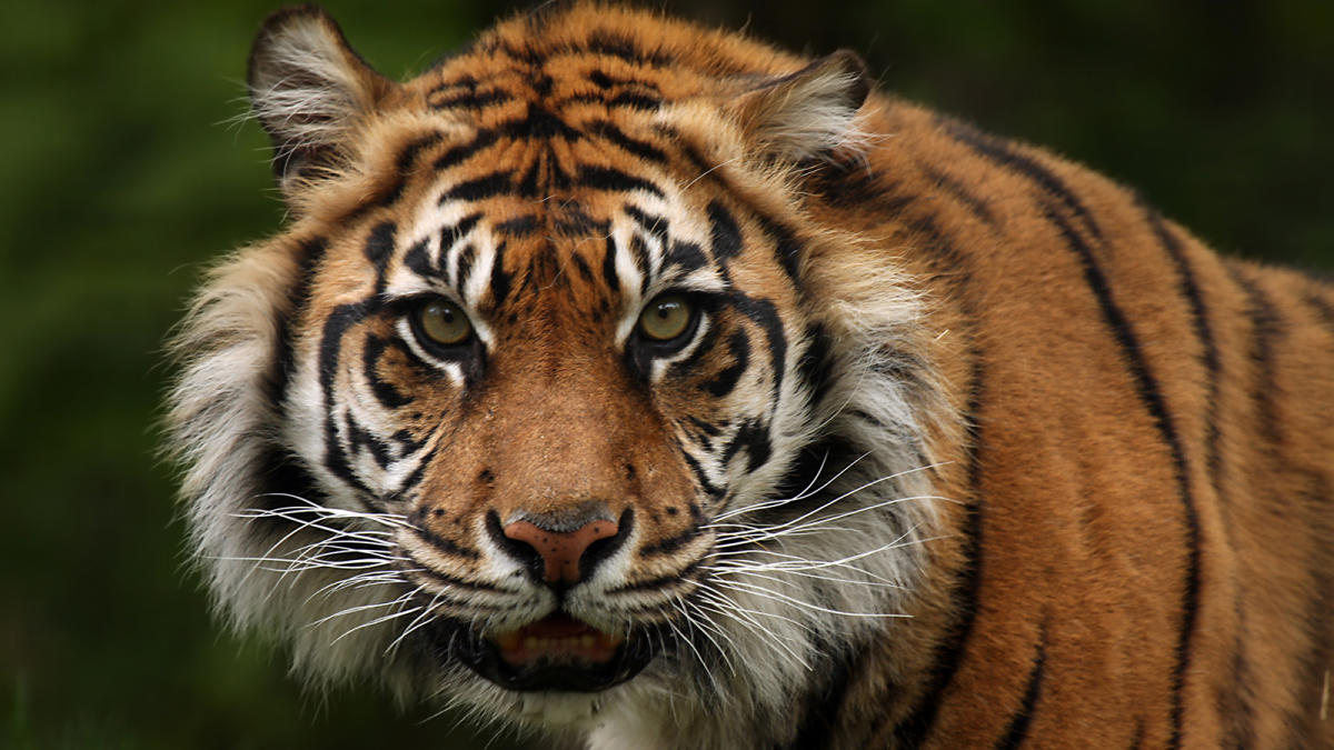 sunda-tiger-a-critically-endangered-subspecies-in-sumatra