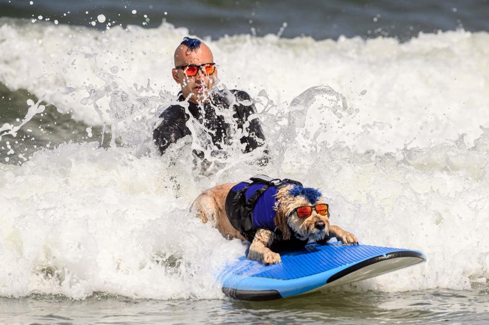 With matching mohawks, Kentucky Gallahue and his goldendoodle Derby compete during the World Dog Surfing Championships in Pacifica, California, on August 5, 2023. The event helps local charities raise money by sponsoring a contestant or a team, with a portion of the proceeds going to dog, environmental, and surfing nonprofit organizations. (Photo by JOSH EDELSON / AFP) (Photo by JOSH EDELSON/AFP via Getty Images)
