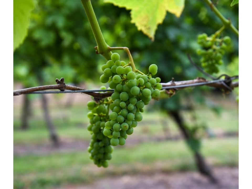 Visitors may get the chance to taste the grape straight from the press (Stanlake Park Wine Estate)