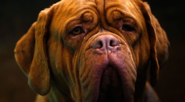 The dog (not pictured) is believed to have been a mastiff and was seized by the council. Photo: Getty