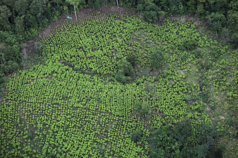 Foto de archivo. Vista aérea de las plantaciones de coca en Tumaco