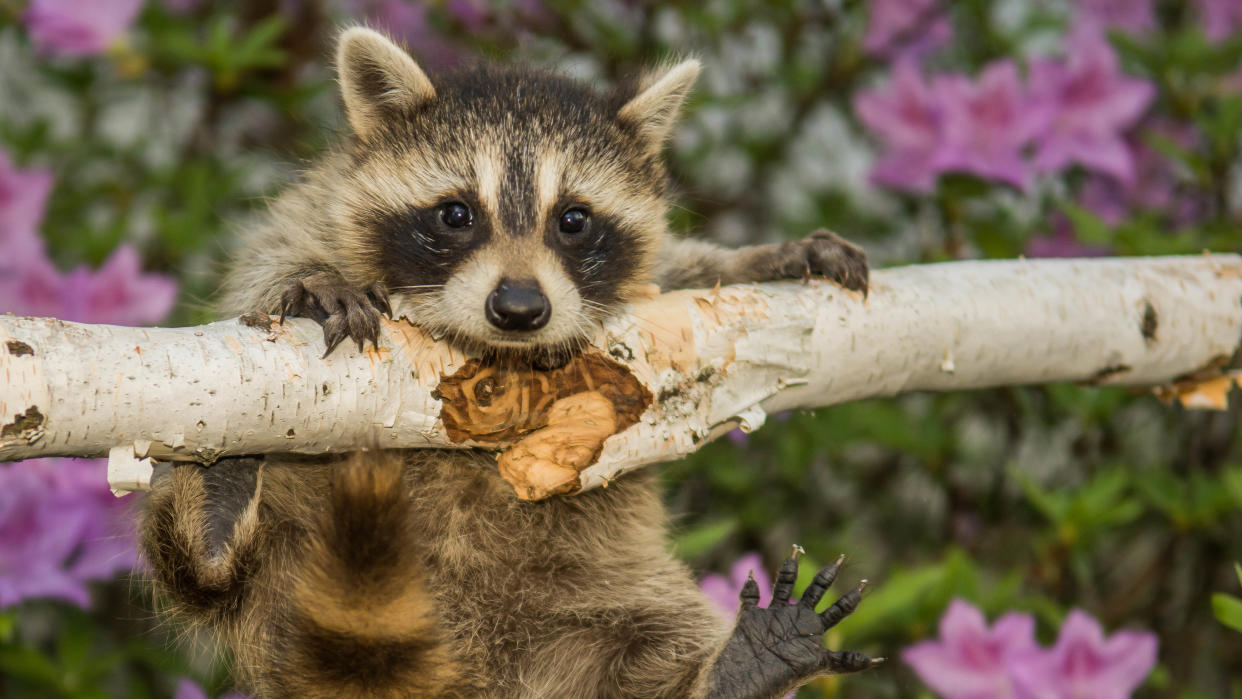  Raccoon eating a branch outdoors. 