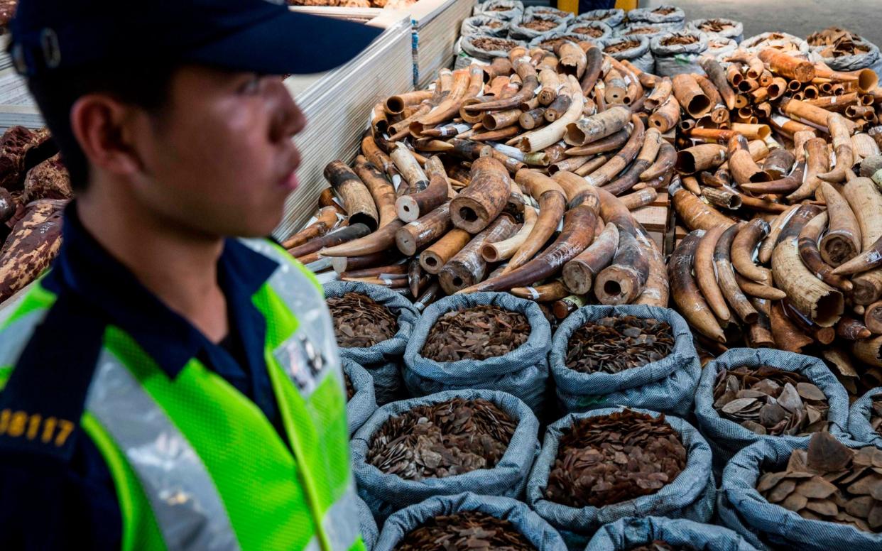 A Hong Kong customs officer stands next to a seized shipment of pangolin scales and elephant ivory tusks in 2018 -  ISAAC LAWRENCE/AFP