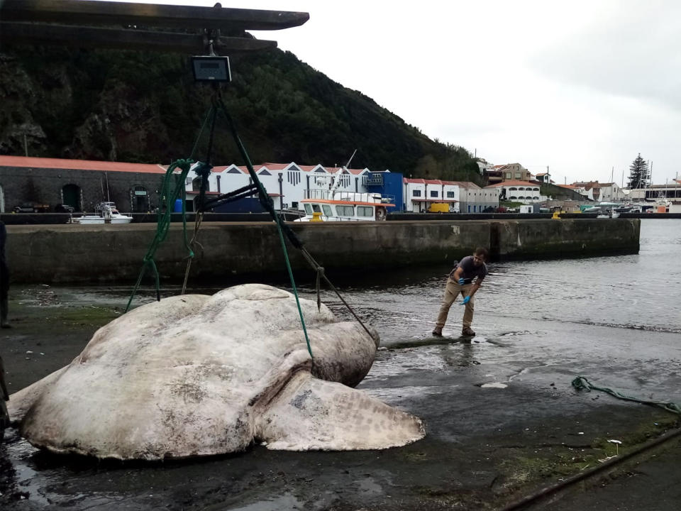 Hallan el cuerpo sin vida de un enorme pez frente a la costa de la isla de Faial en el archipiélago de las Azores en Portugal, en pleno Océano Atlántico. (Foto: The New York Times)