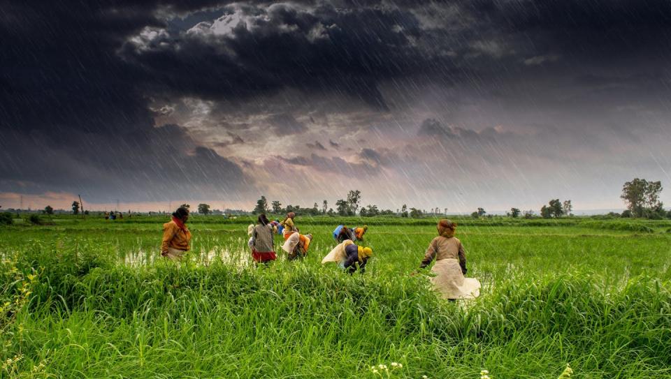 Farmers work in a field during monsoon rains in Madhya Pradesh, India. <a href="https://www.flickr.com/photos/tataimitra/9421742217" rel="nofollow noopener" target="_blank" data-ylk="slk:Rajarshi Mitra via Flickr;elm:context_link;itc:0;sec:content-canvas" class="link ">Rajarshi Mitra via Flickr</a>, <a href="http://creativecommons.org/licenses/by-nd/4.0/" rel="nofollow noopener" target="_blank" data-ylk="slk:CC BY-ND;elm:context_link;itc:0;sec:content-canvas" class="link ">CC BY-ND</a>