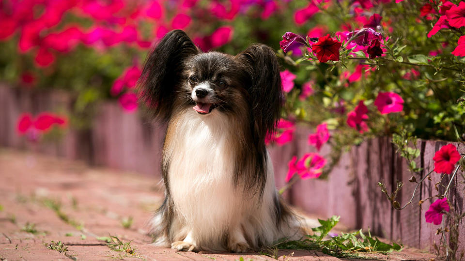 Papillon dog