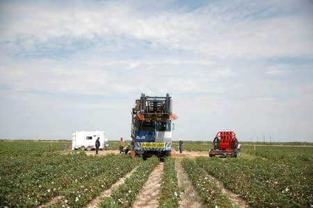 Oil field workers prepare a swabbing rig in a cotton field in Seminole