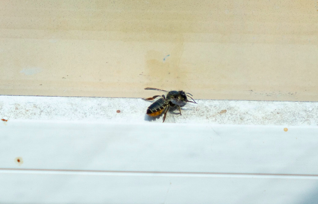 The bee hitched a ride into Britain in luggage (SWNS)