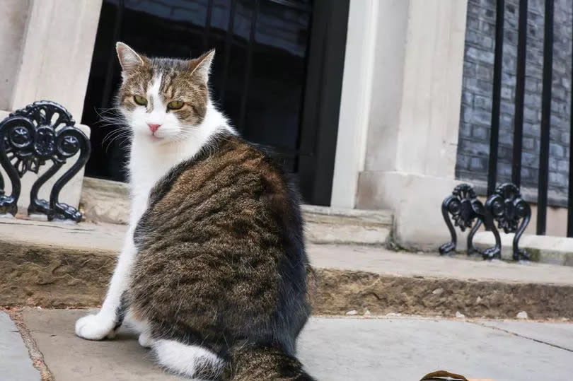 Larry the cat has lived with Rishi Sunak, Boris Johnson, Liz Truss, Theresa May and David Cameron