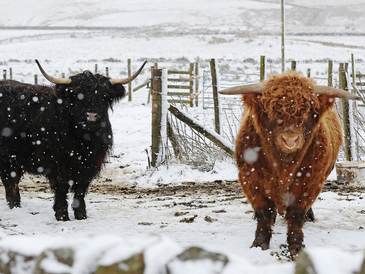 Despite having a special breed of cattle designed to cope with the cold weather, Scots have no problems believing scientists about climate change: Owen Humphreys/PA Wire
