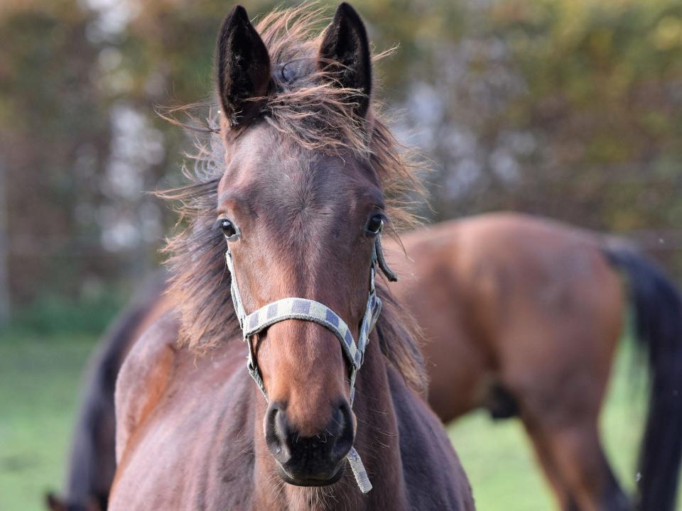 cheval étalon