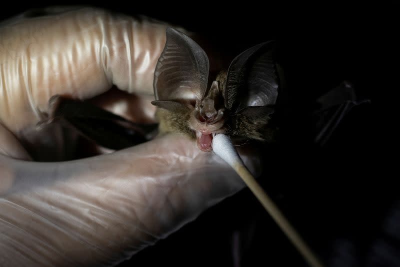 FILE PHOTO: Bat ecologist takes oral swab from bat in Los Banos, Philippines