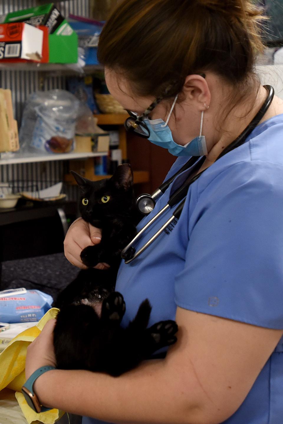 Ohio State University third year veterinary school student Alayna Wilson helps a cat wake up and warm up after being spayed during a Licking County Trap Neuter Release clinic on Sunday, Nov. 21, 2021 at Refugee Canyon Veterinary Services. After the clinic cats we take home by colony organizers to recover before being released.