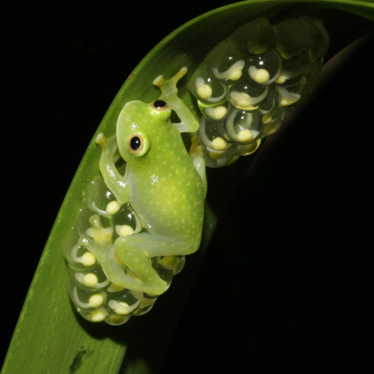 This photo provided by researchers in December 2022 shows a glass frog, strict leaf dwelling frogs, that sleep, forage, fight, mate, and provide (male) parental care on leaves over tropical streams. Some frogs found in South and Central America have the rare ability to turn on and off their nearly transparent appearance, researchers report Thursday, Dec. 22, 2022, in the journal Science. (Jesse Delia/AMNH via AP)