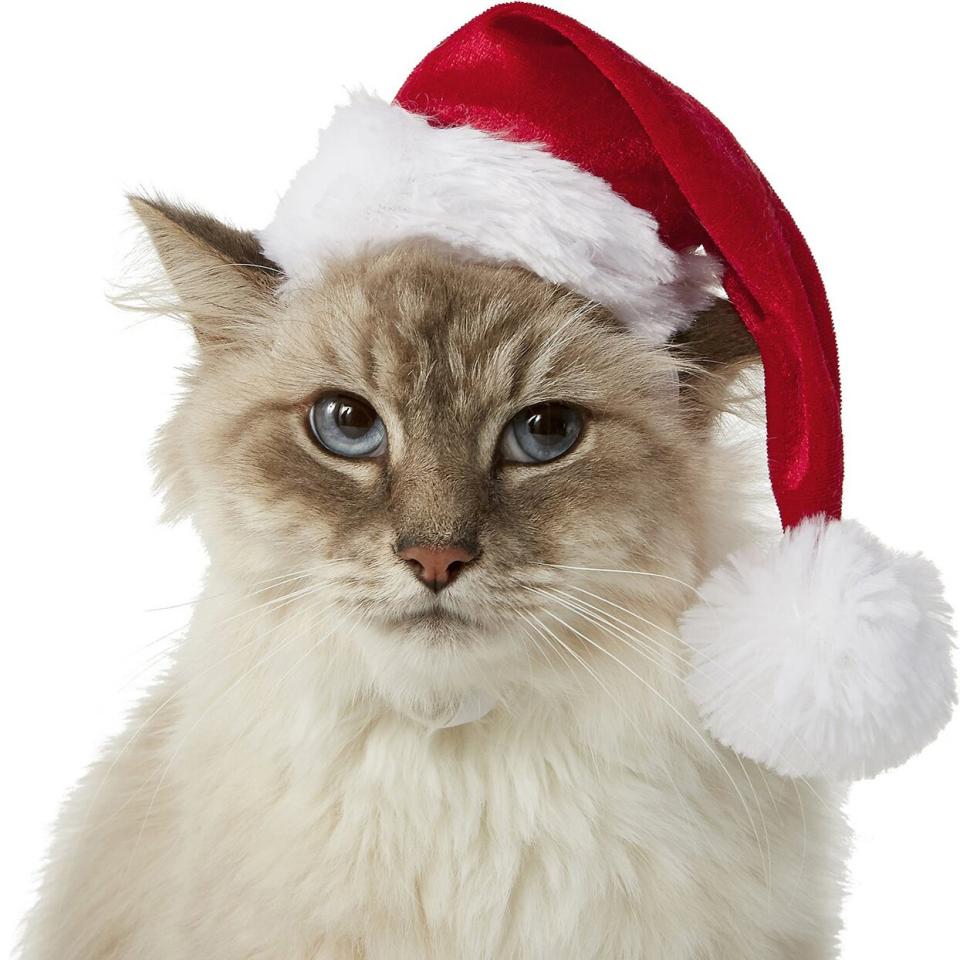 Cat wearing a Deluxe Holiday Cat Santa Hat