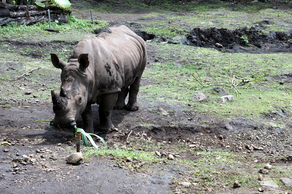 Sumatran Rhino eating it's food.