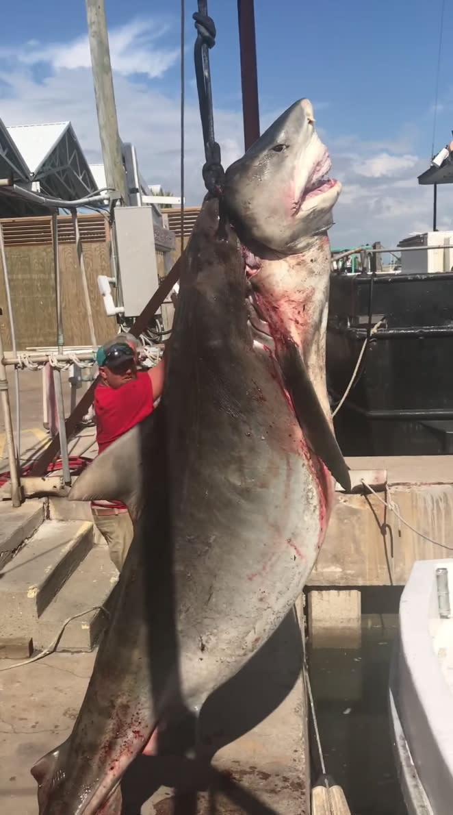 A docking team can be seen weighing and measuring the large shark