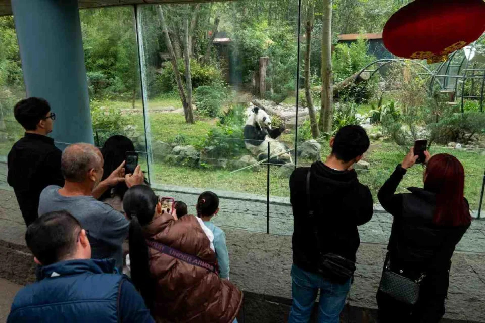 Panda Xin xin en el zoológico de Chapultepex