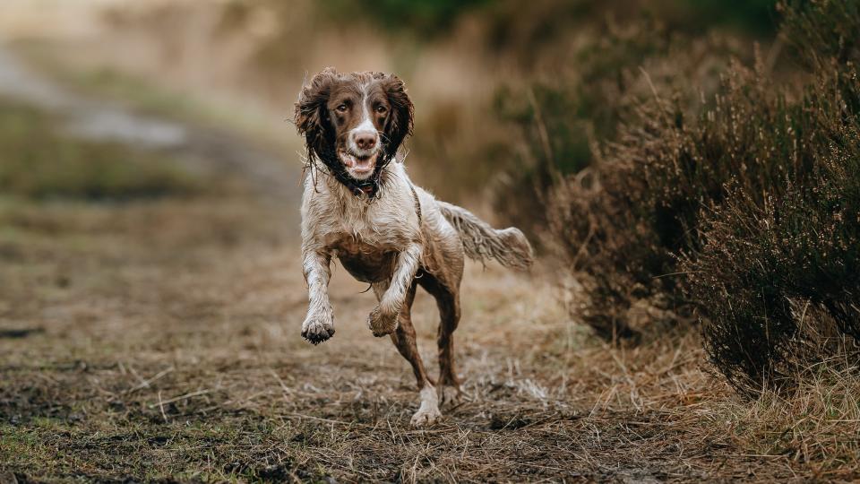 English Springer Spaniel