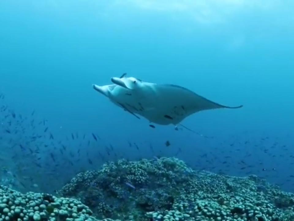 A manta ray surrounded by fish and coral in blue water