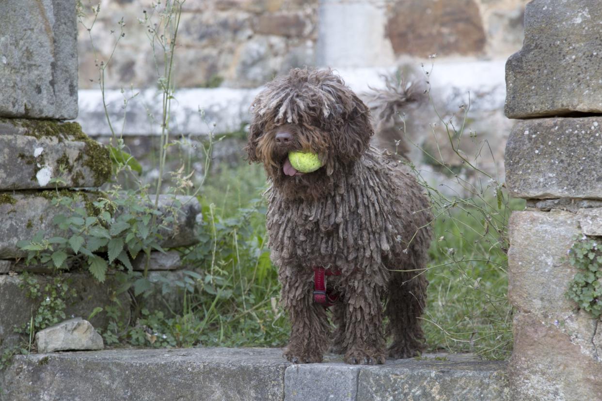 A grey Spanish Water Dog with a tennis ball in his mouth, standing on concrete bricks, surrounded by concrete beams in a park, with grass and a building in the background