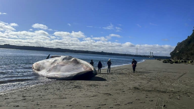 智利海灘驚見藍鯨屍 專家：沖刷上岸前恐已死亡