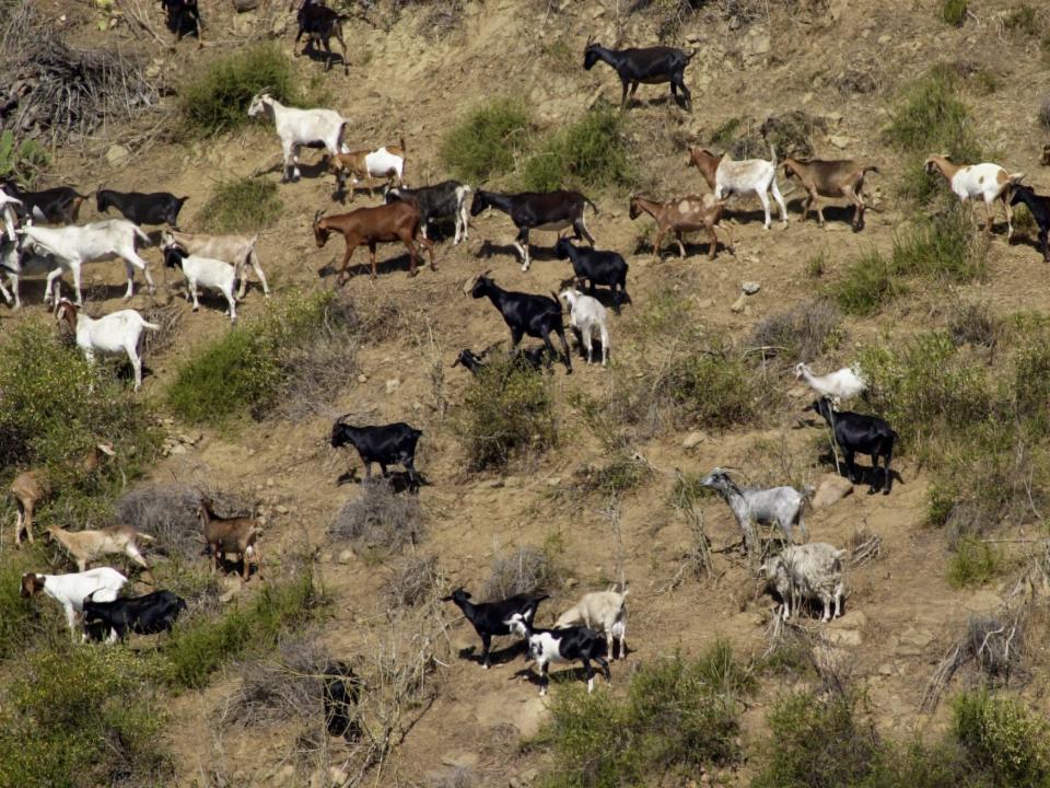 A herd of goats grazing on a hillside in Laguna Beach in 2000.