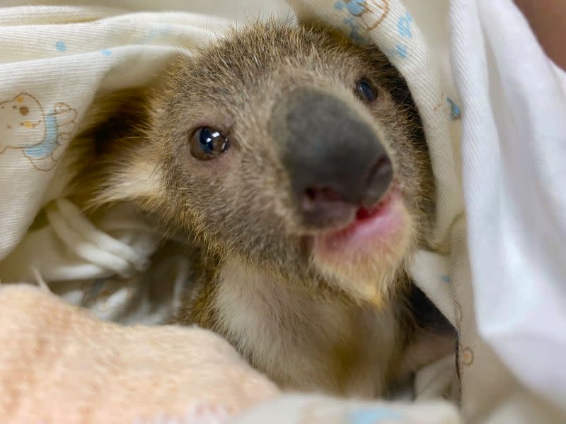 ▲Grace的Joey即將滿7個月大，是個可愛的小女生。（圖／臺北市立動物園授權提供）