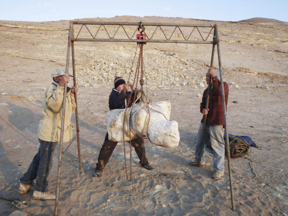 In this June 2017, photo provided by Department of Earth Sciences, University of Pisa, a single vertebra collected within a plaster jacked of Perucetus colossus is transported from the site of origin in the Ica desert in Ica Province, southern Peru, to the Museo de Historia Natural, Universidad Nacional Mayor San Marcos, in Lima. Scientists reported in the journal Nature, Wednesday, Aug. 2, 2023, that the creature could challenge the blue whale’s title as the heaviest animal that lived on Earth. They've been digging up massive fossils from the creature in the Peruvian desert over the past decade. (Giovanni Bianucci/Department of Earth Sciences, University of Pisa, via AP)