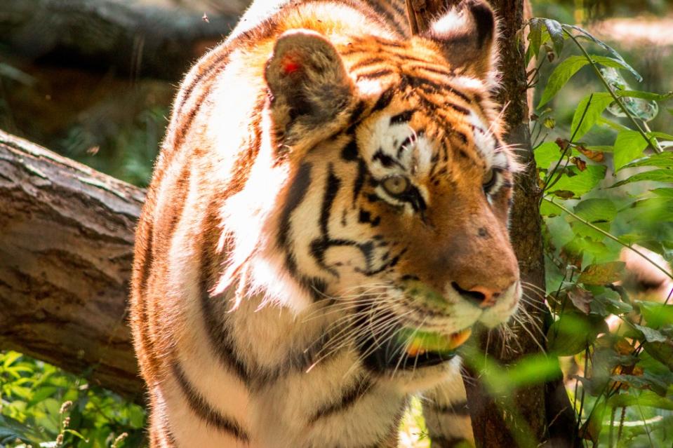 John Ball Zoo via Getty Images