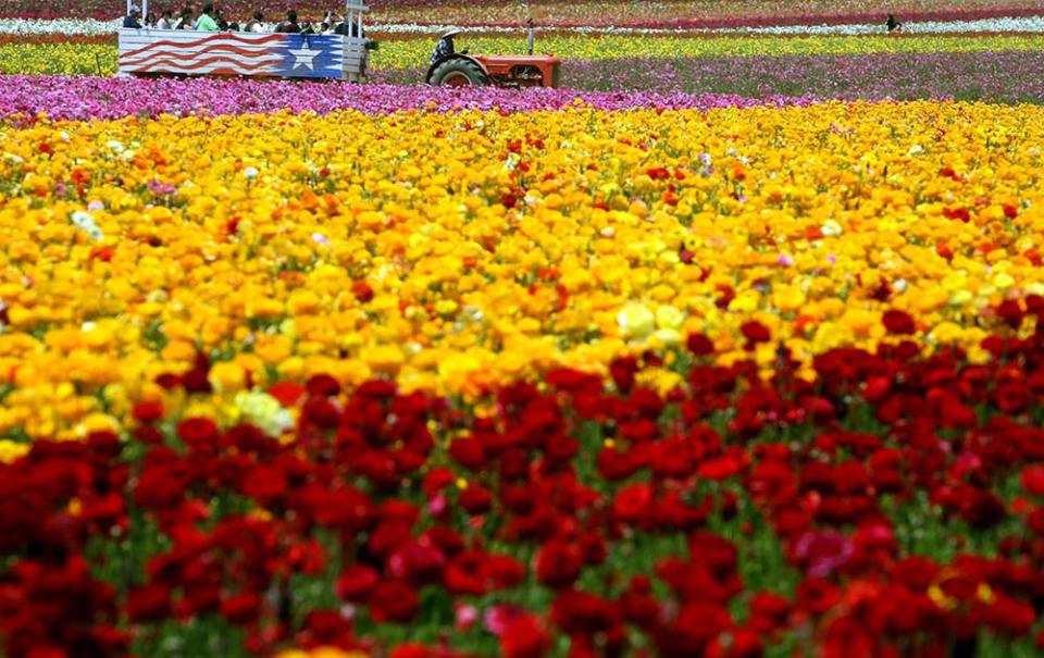 卡爾斯巴德花田（GABRIEL BOUYS/AFP, Image Source : Getty Editorial）