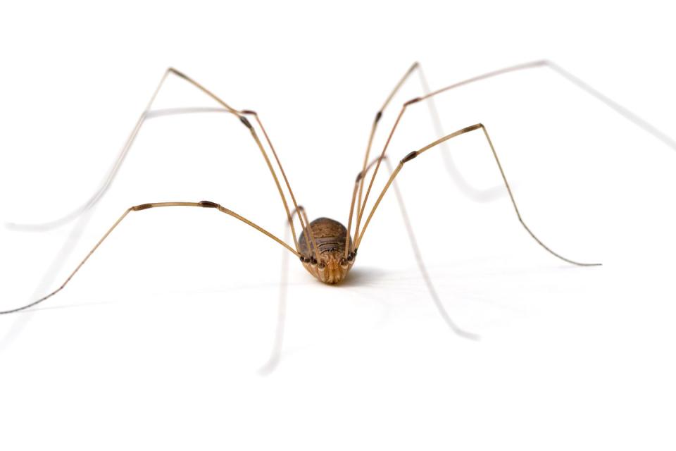 Daddy Long Legs Spider