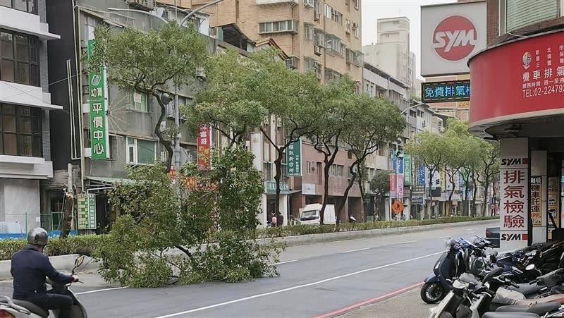 有住中和的民眾拍下路樹倒下畫面。（圖／翻攝自我是中和人）