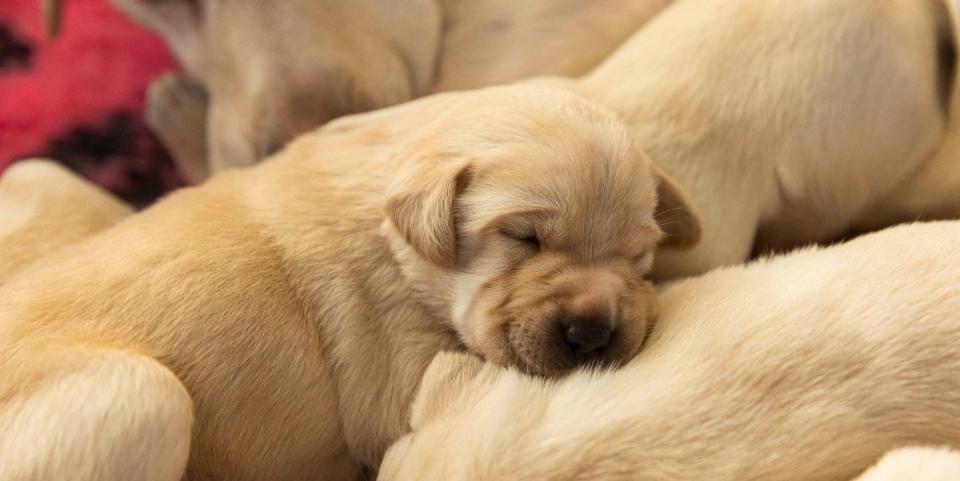 guide dogs 2023 litter sleeping