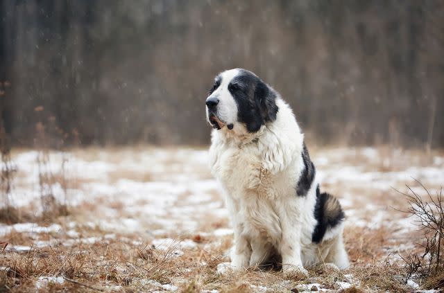 <p>Getty Images/Natalia Miachikova</p> Pyrenean mastiffs are built for cold weather.