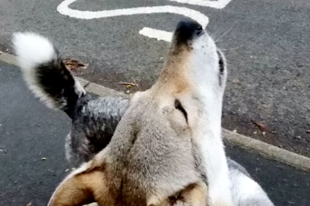 Wolfdog goes viral after hilarious video shows it howling every time it hears an ambulance siren