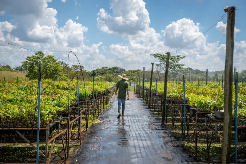 An arborist walks in a tree nursery in the watershed area near Sao Paulo