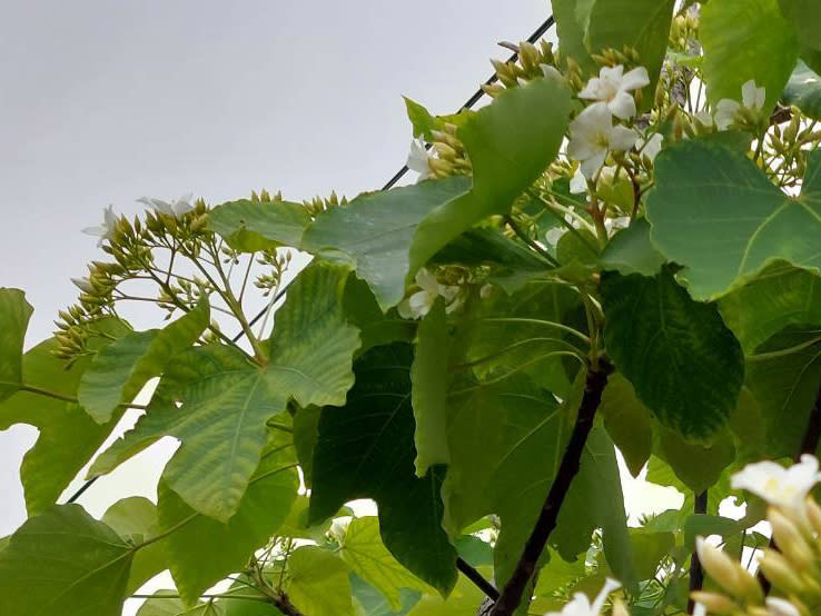 台東是全國油桐最早開花的地方，縣府歡迎大來鹿野賞桐花、遊客庄。（記者鄭錦晴攝）