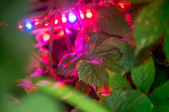 Bill Bauerle's hop plants grow under artificial light.