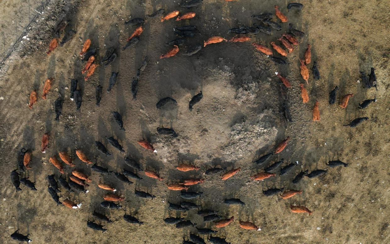 A drone view of cattle in a ranch in San Antonio de Areco, on the outskirts of Buenos Aires, last month