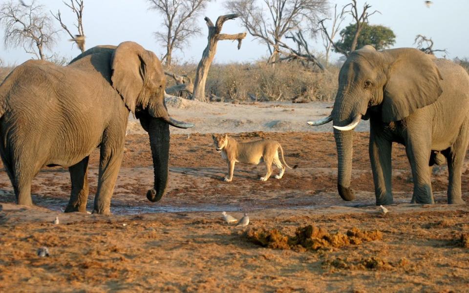 Elephants in Botswana - Sofie Askew