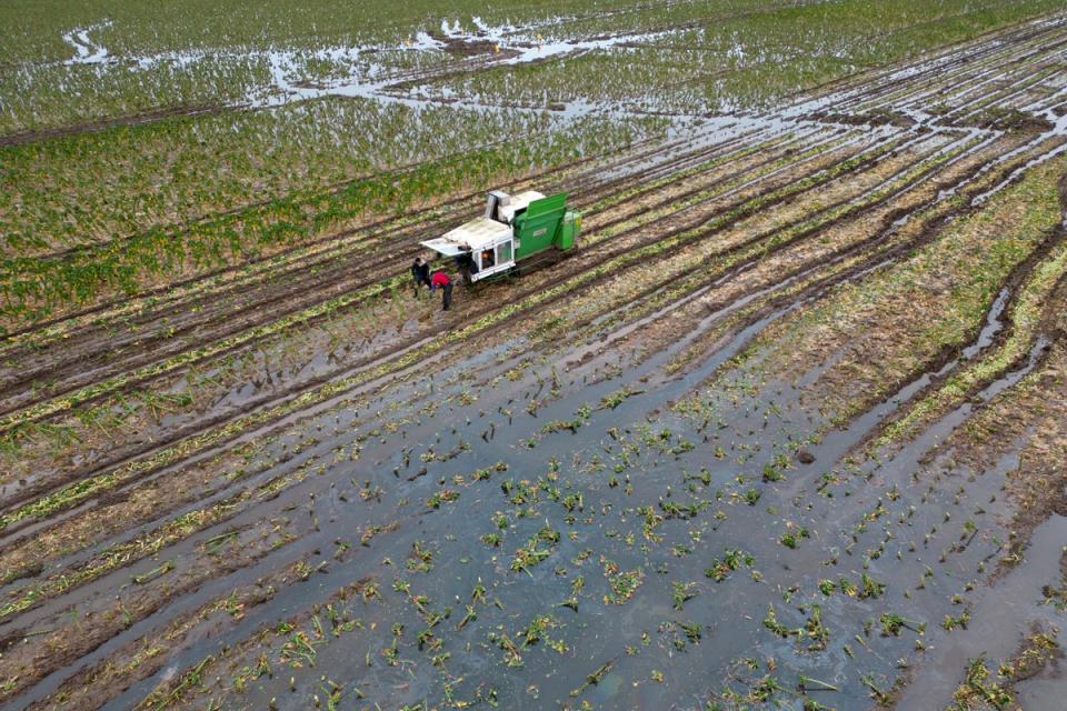 Brussels sprouts are harvested in a flooded field at TH Clements and Son Ltd near Boston, Lincolnshire (Joe Gidden/PA Wireshould read: Joe Gidden/PA Wire)