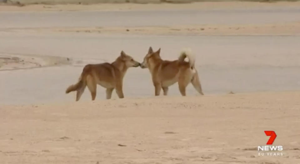 A woman and boy suffered bites and puncture wounds after being attacked by a dingo on Queensland’s Fraser Island. Source: 7News