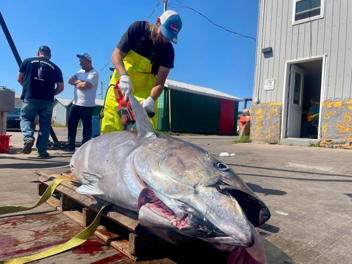 ‘More fat, more flavour’: Why PEI tuna is selling at its highest price in decades