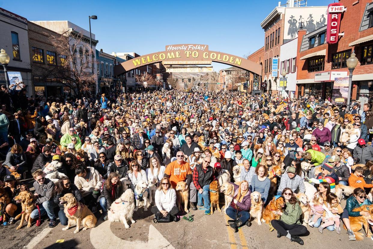 Golden Retrievers Take Over Golden, Colo