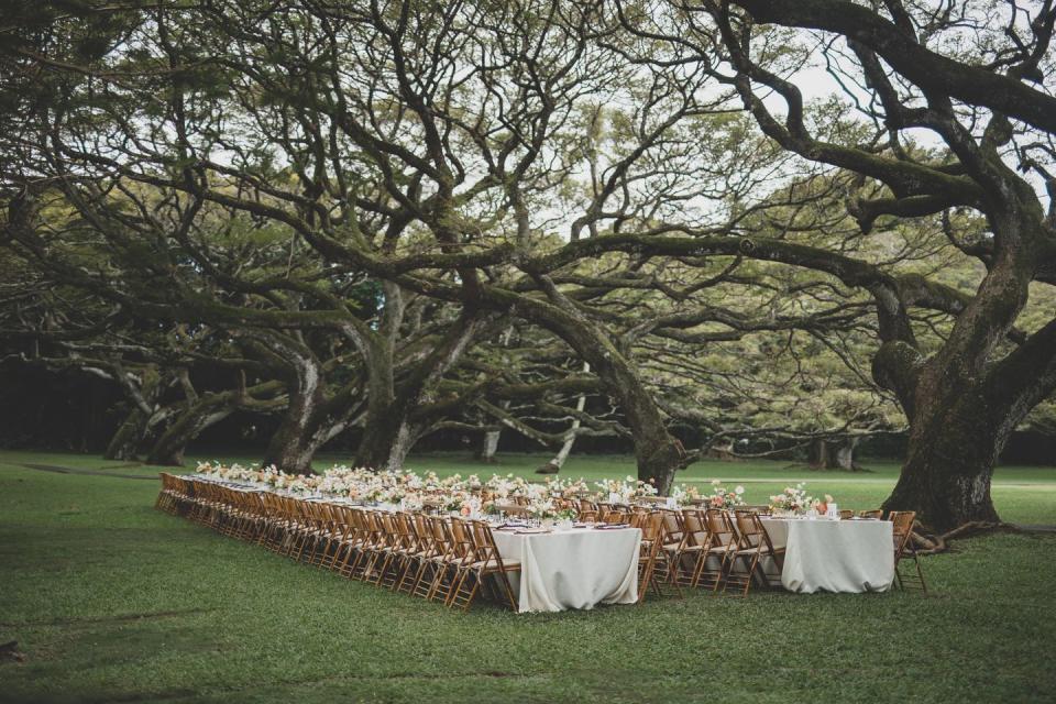 a big tree with lots of tables and chairs underneath