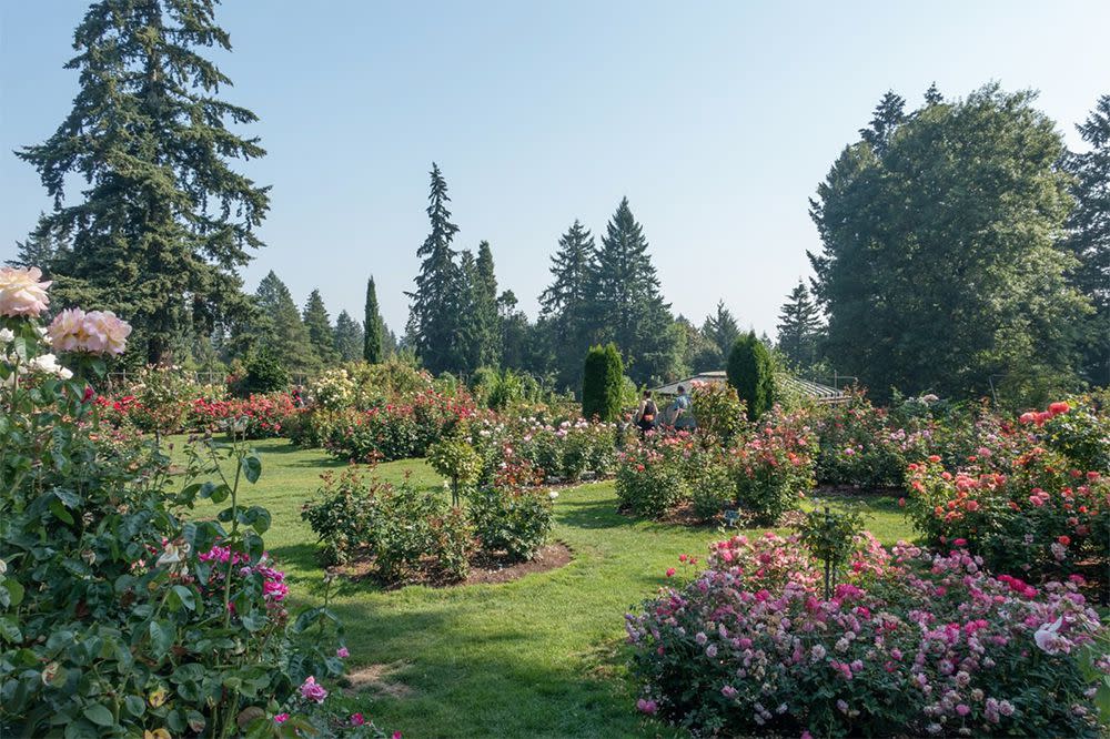 The Portland Rose Garden, Oregon