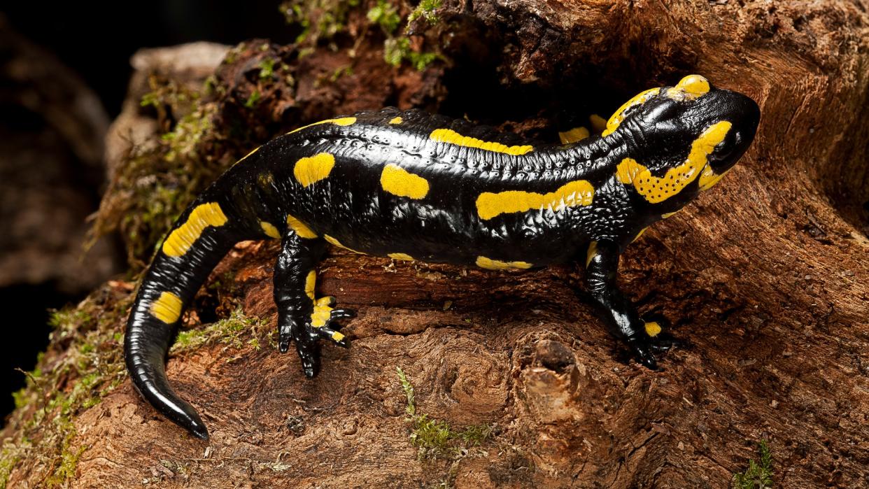  Salamandra salamandra terrestris (fire salamander) sitting on a tree stump. It is black with yellow spots. 